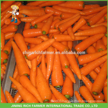 Export Standard Fresh Carrot